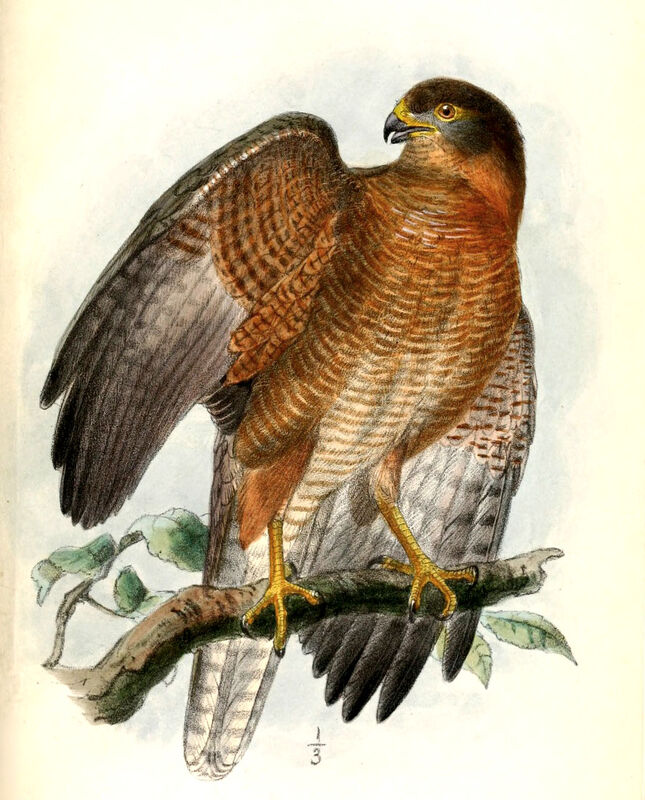 Brown Goshawk