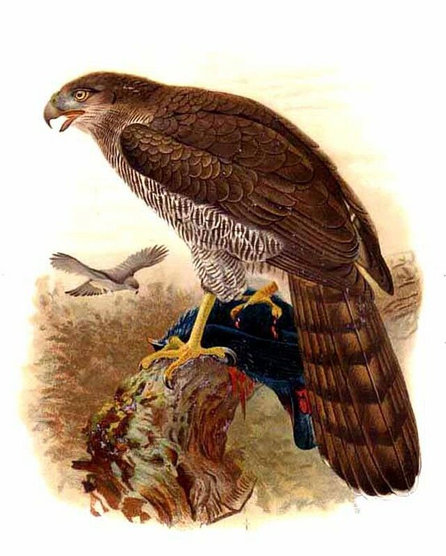 Henst's Goshawk