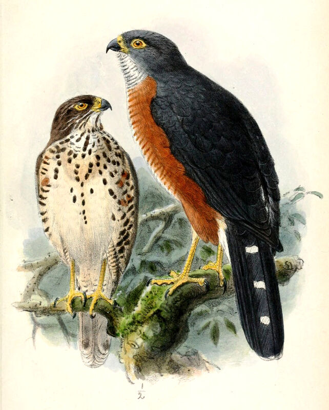 Red-chested Goshawk