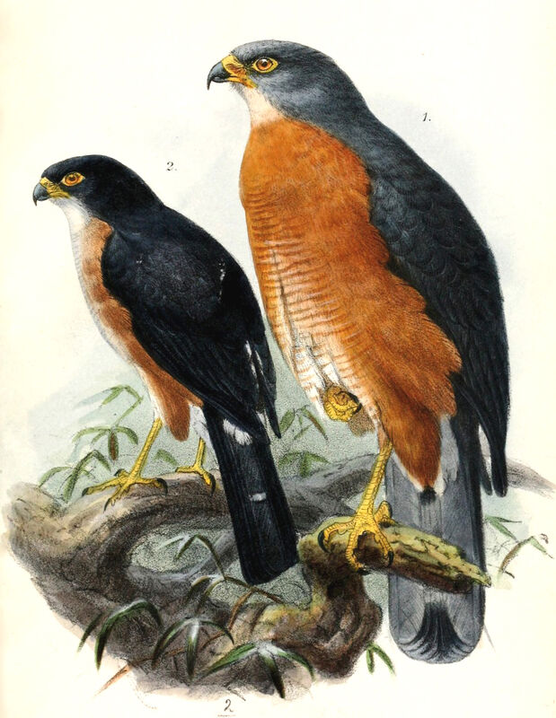 Red-chested Goshawk