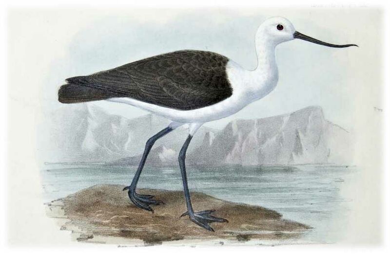 Andean Avocet