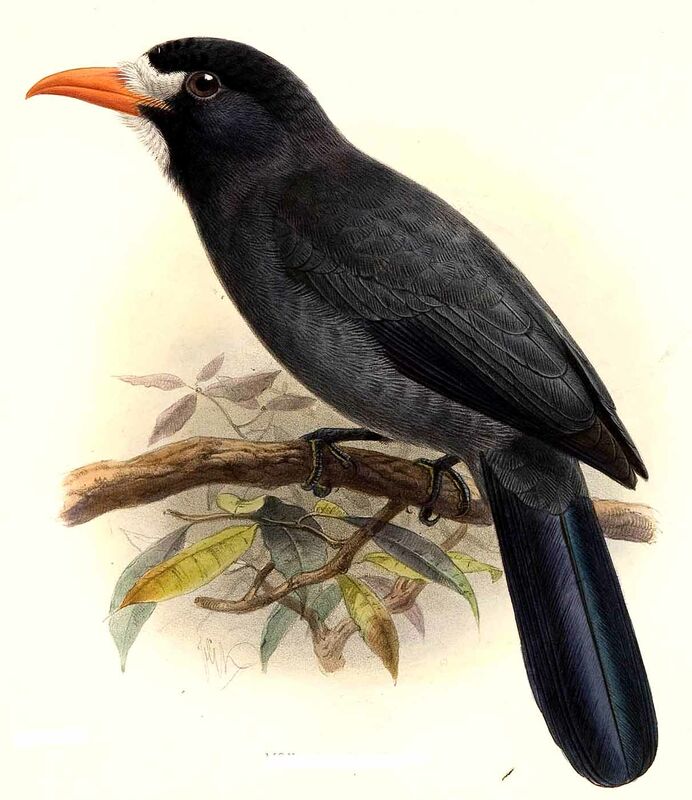 White-fronted Nunbird