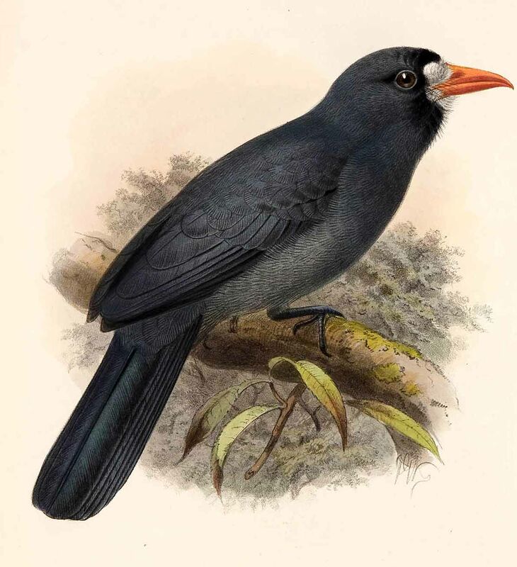 White-fronted Nunbird