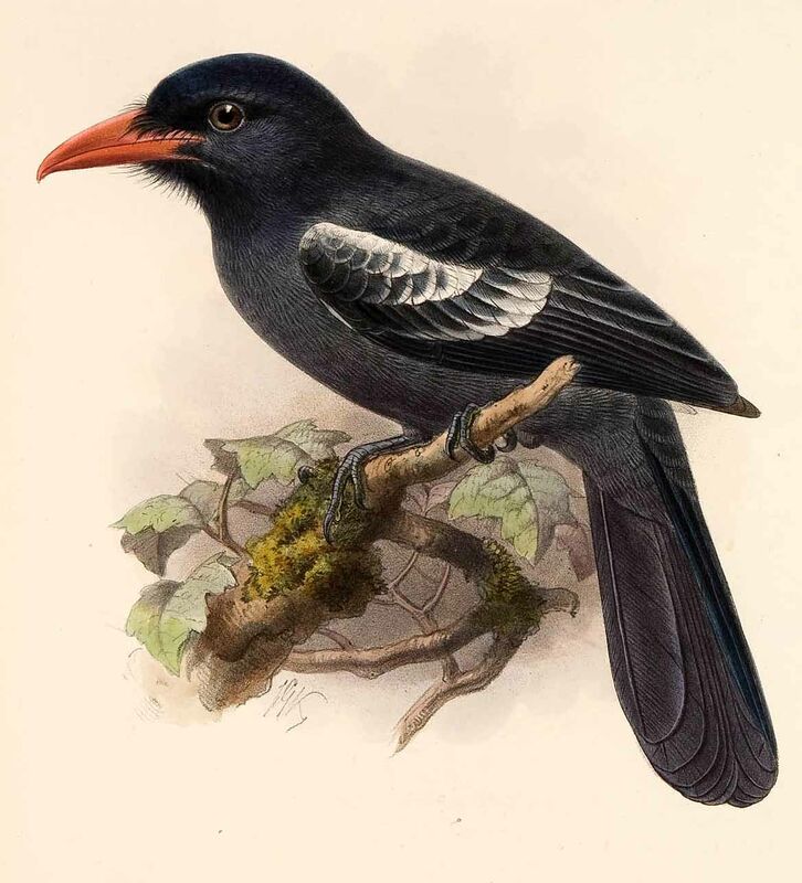 Black Nunbird