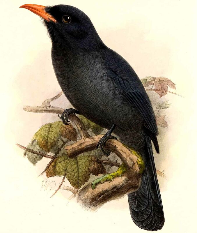 Black-fronted Nunbird