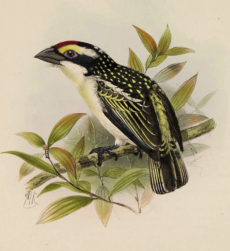 Red-fronted Barbet