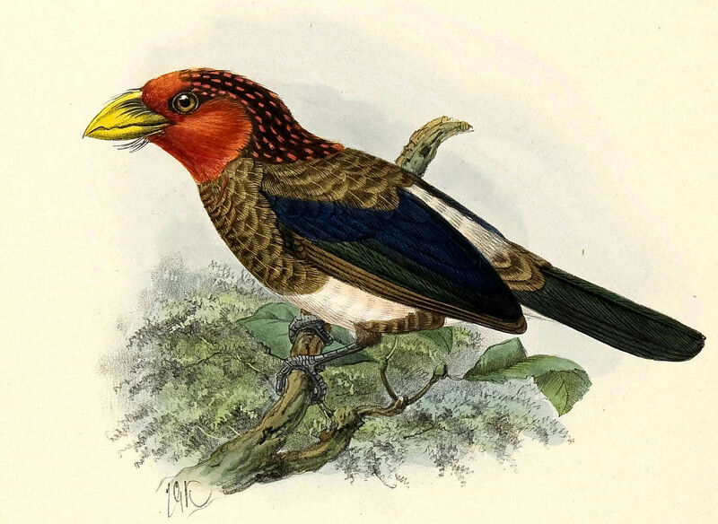 Brown-breasted Barbet