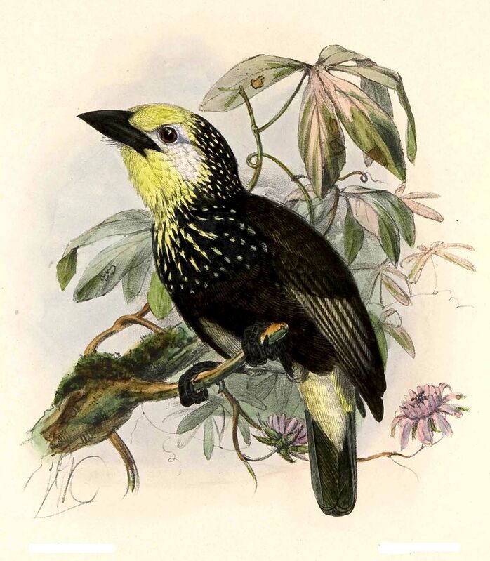 Anchieta's Barbet