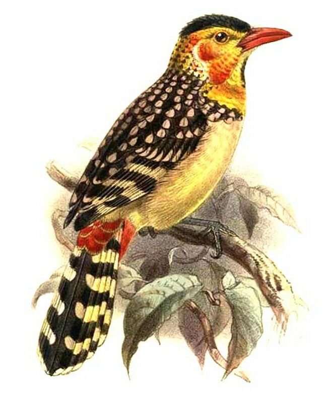 Red-and-yellow Barbet