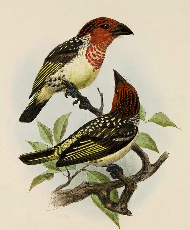 Vieillot's Barbet