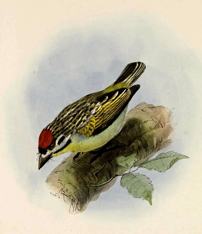 Southern Red-fronted Tinkerbird