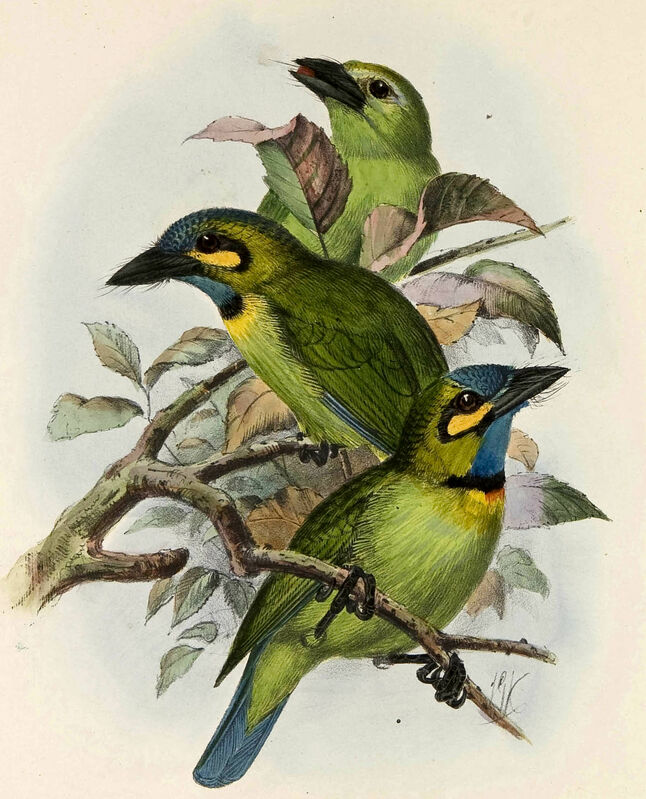 Yellow-eared Barbet