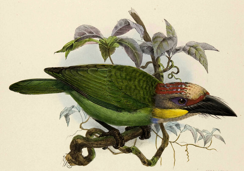 Golden-whiskered Barbet