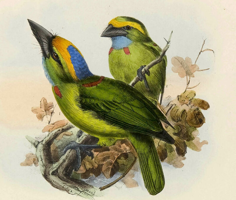 Yellow-crowned Barbet