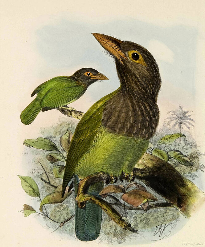 Brown-headed Barbet