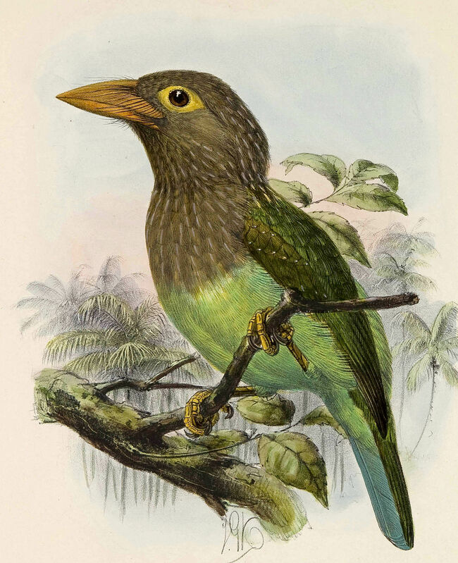 Brown-headed Barbet