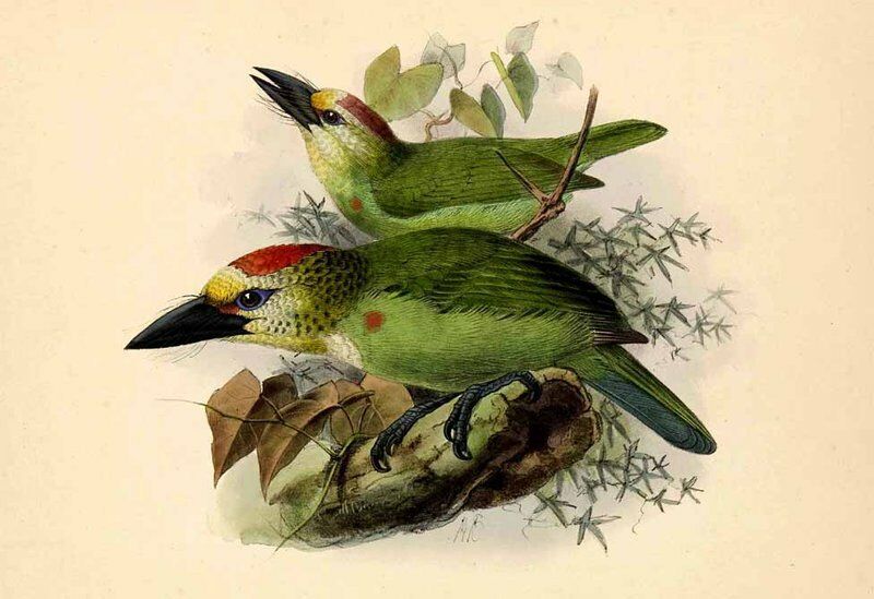 Red-throated Barbet