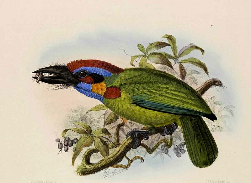 Red-crowned Barbet