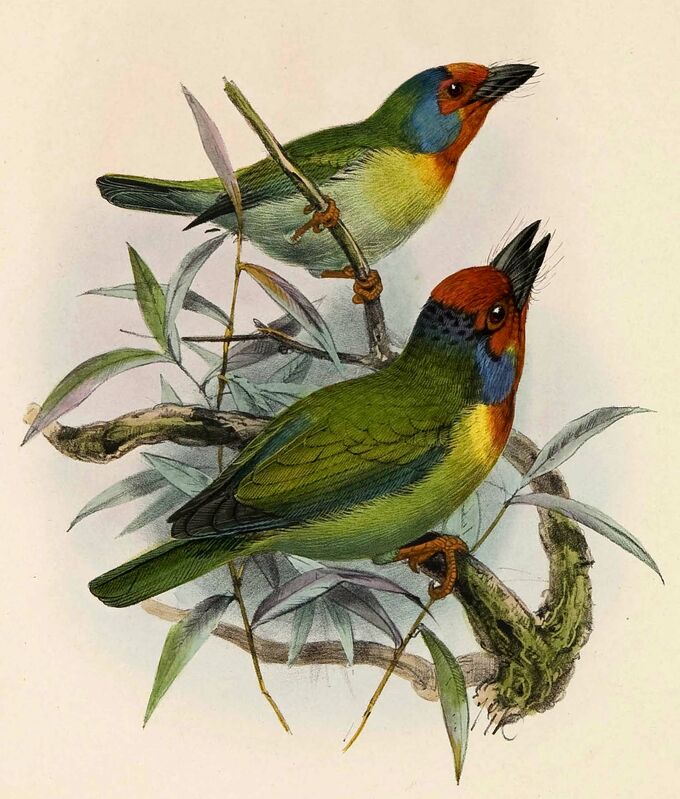 Malabar Barbet