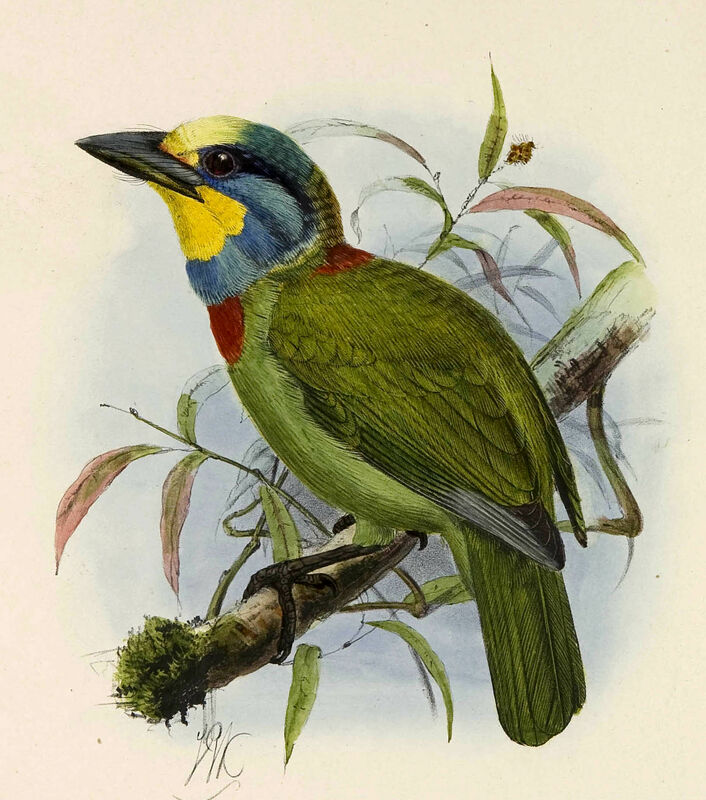 Taiwan Barbet