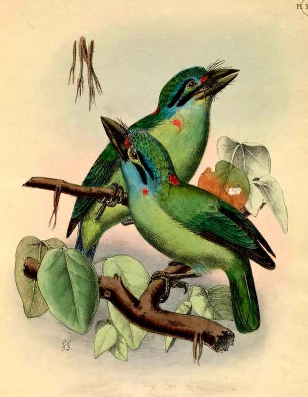 Moustached Barbet