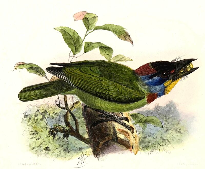 Chinese Barbet