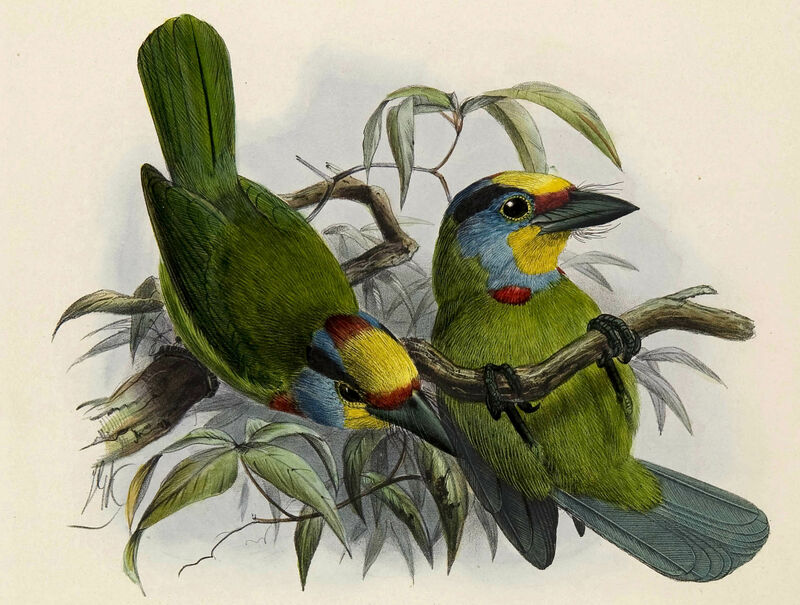 Black-browed Barbet