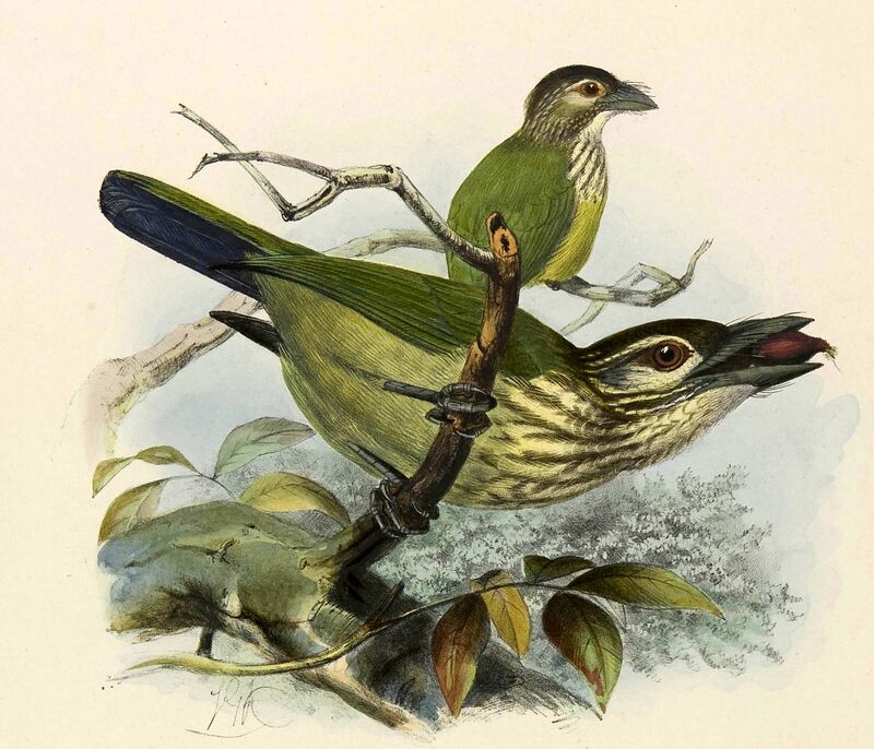 White-cheeked Barbet