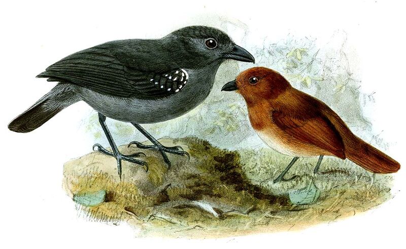 White-shouldered Antshrike