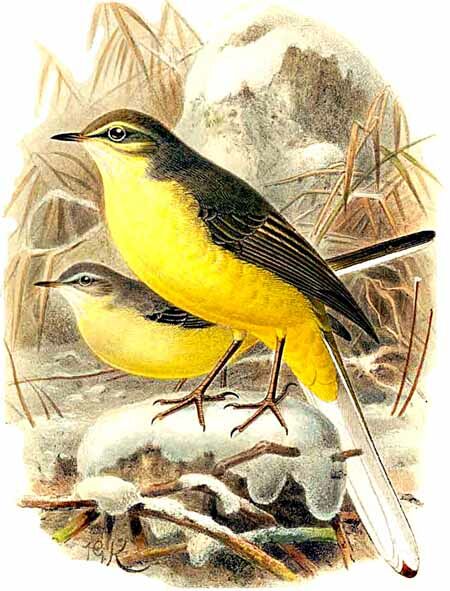 Grey Wagtail