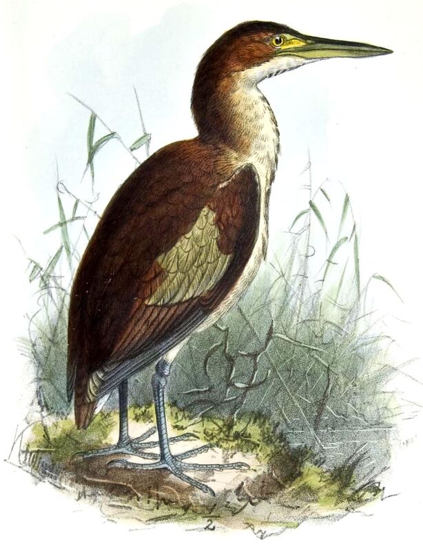 Von Schrenck's Bittern