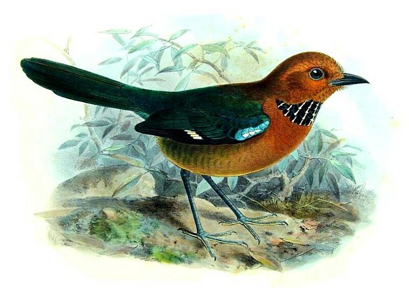 Rufous-headed Ground Roller