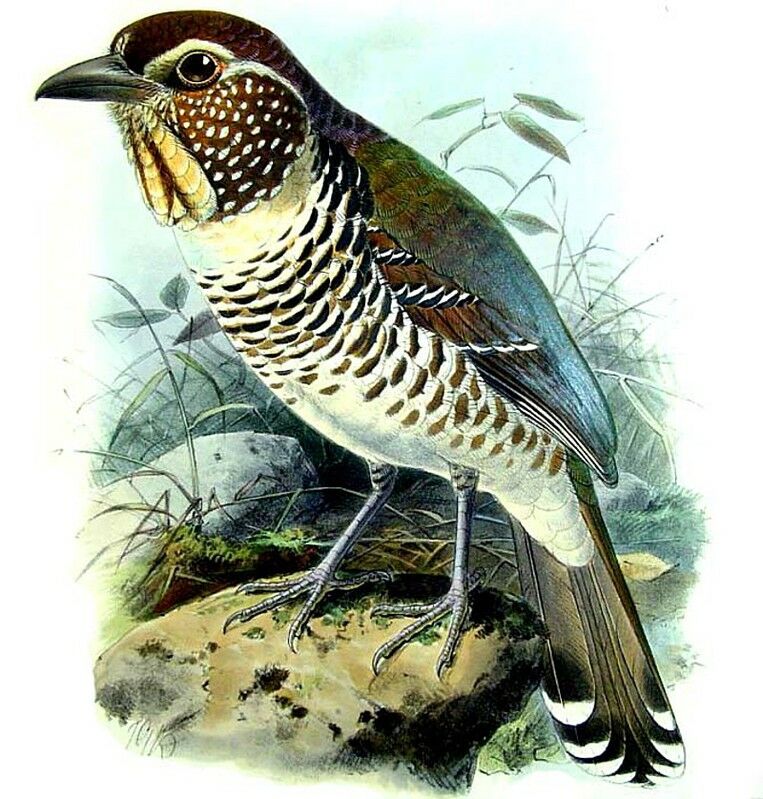 Short-legged Ground Roller