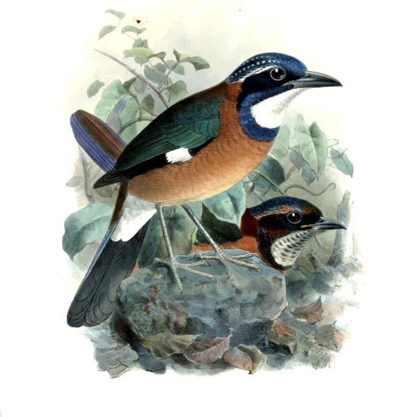 Pitta-like Ground Roller