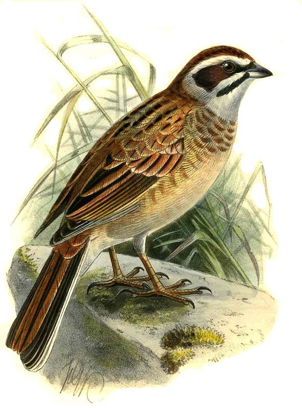 Meadow Bunting