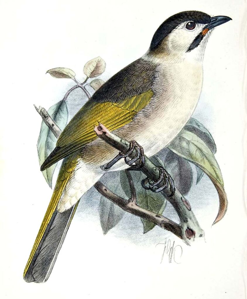 Bulbul de Taïwan