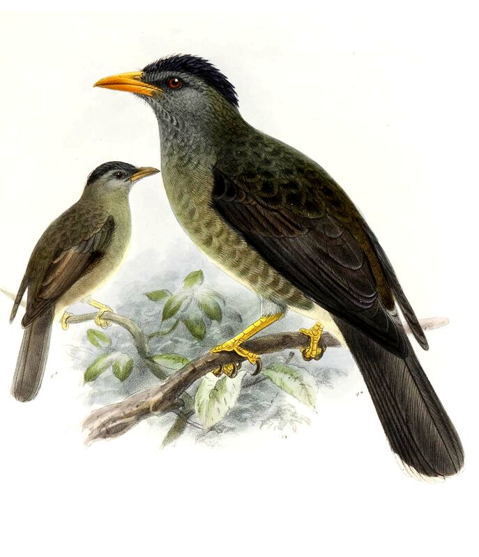 Bulbul merle