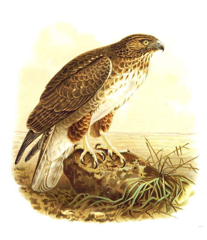 Madagascar Buzzard