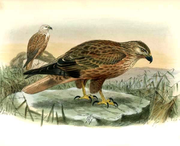 Long-legged Buzzard