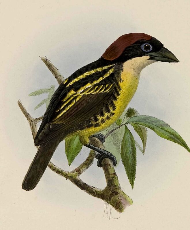 Five-colored Barbet