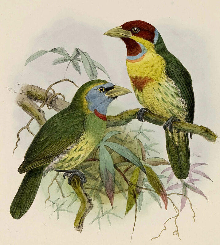 Versicolored Barbet