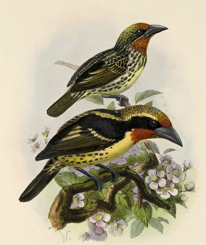 Black-spotted Barbet