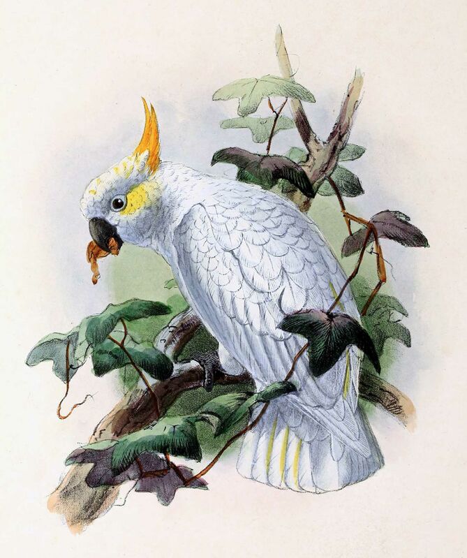 Yellow-crested Cockatoo