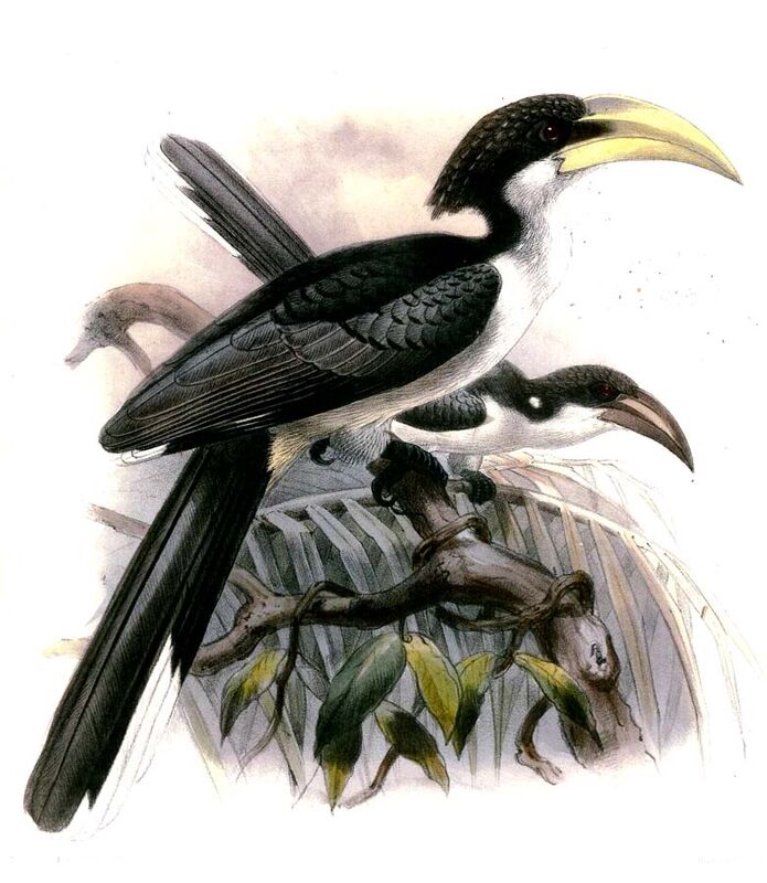 Sri Lanka Grey Hornbill