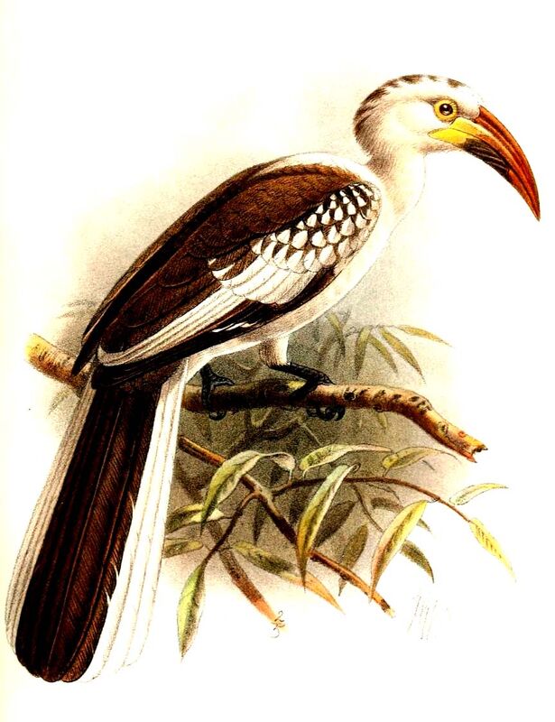 Damara Red-billed Hornbill