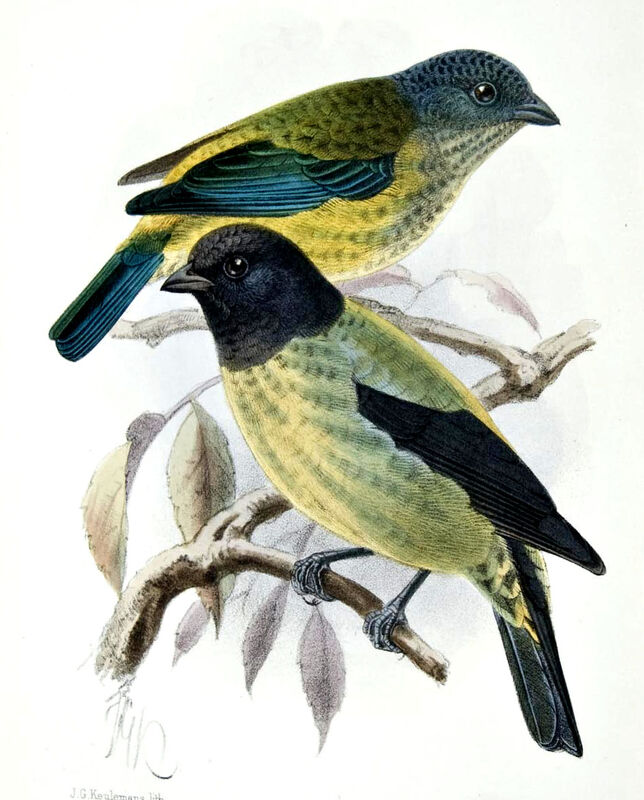 Black-headed Tanager