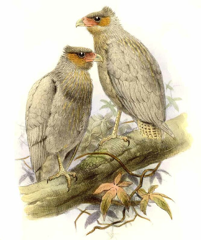 Caracara du Nord