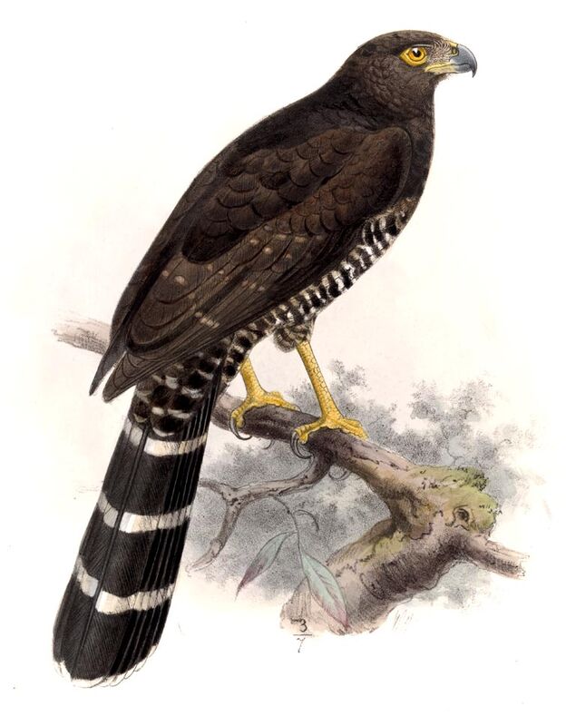 Collared Forest Falcon