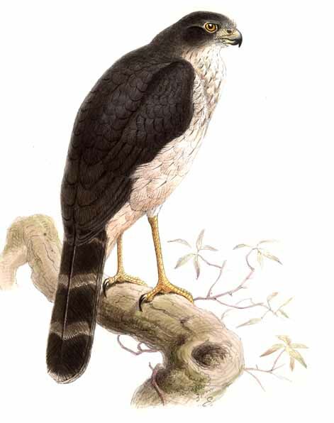 Slaty-backed Forest Falcon