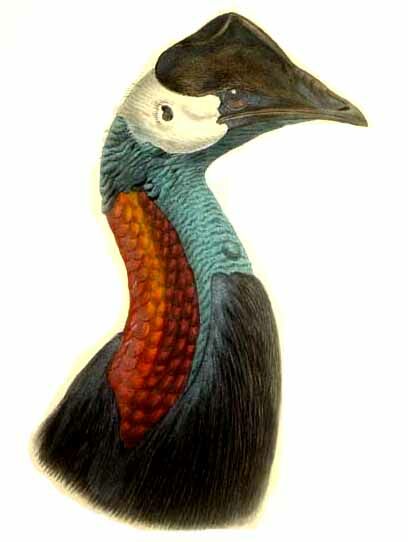 Dwarf Cassowary